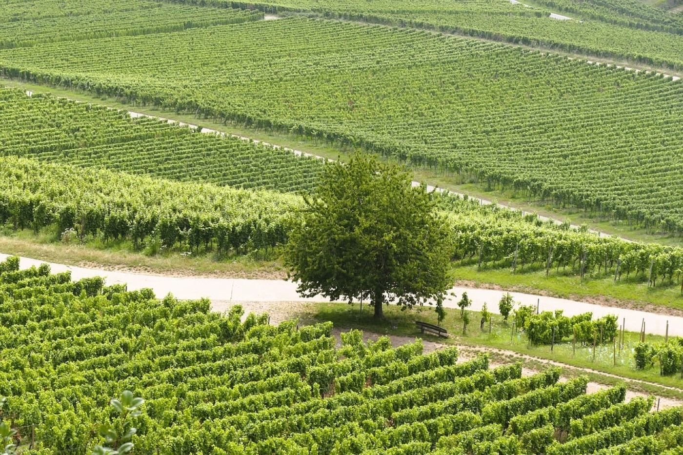 Vignoble